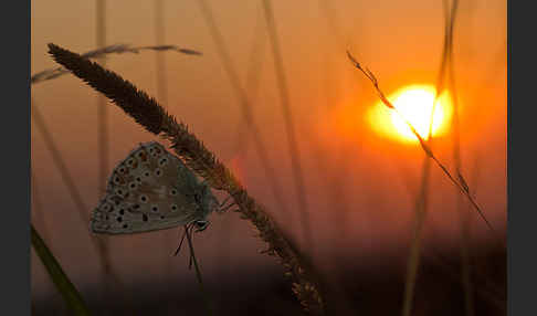 Silberbläuling (Polyommatus coridon)