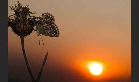 Silberbläuling (Polyommatus coridon)