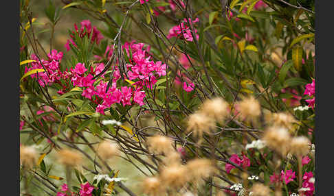 Oleander (Nerium oleander)