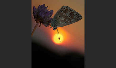 Silberbläuling (Polyommatus coridon)