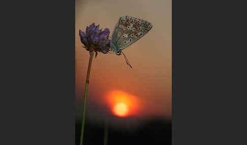 Silberbläuling (Polyommatus coridon)