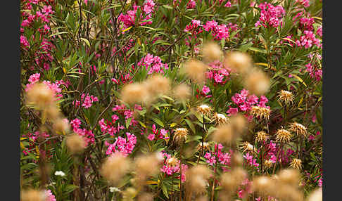 Oleander (Nerium oleander)