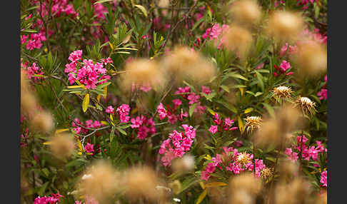 Oleander (Nerium oleander)