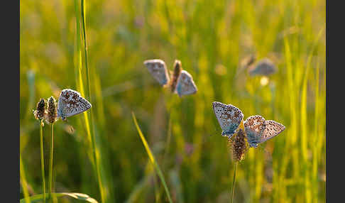 Silberbläuling (Polyommatus coridon)