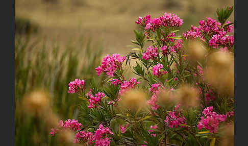 Oleander (Nerium oleander)