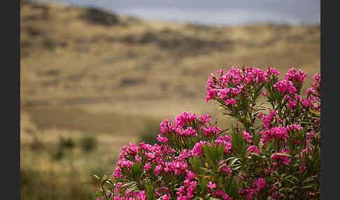 Oleander (Nerium oleander)