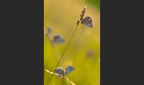 Silberbläuling (Polyommatus coridon)