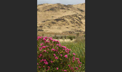 Oleander (Nerium oleander)