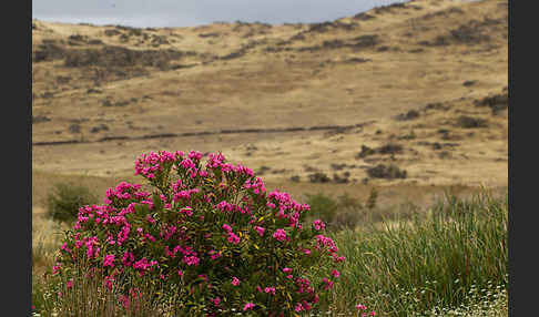 Oleander (Nerium oleander)