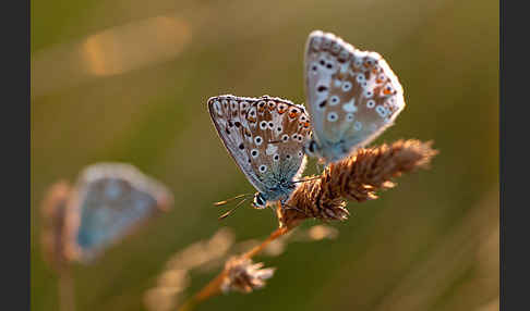 Silberbläuling (Polyommatus coridon)