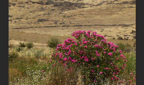 Oleander (Nerium oleander)