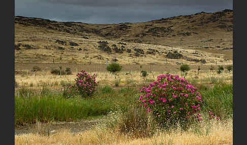 Oleander (Nerium oleander)