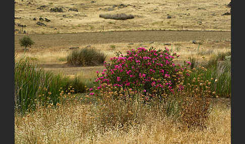 Oleander (Nerium oleander)