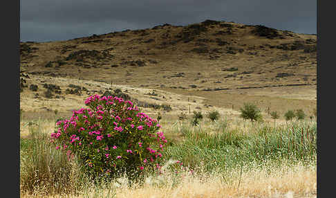 Oleander (Nerium oleander)