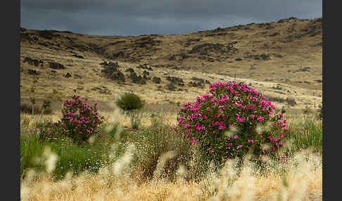 Oleander (Nerium oleander)