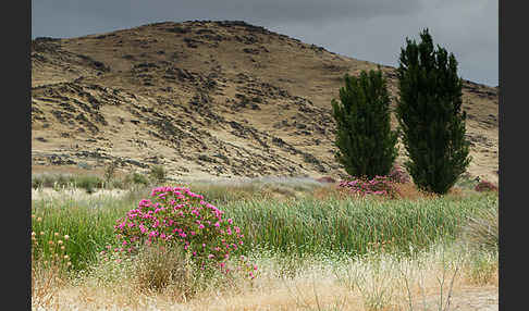 Oleander (Nerium oleander)