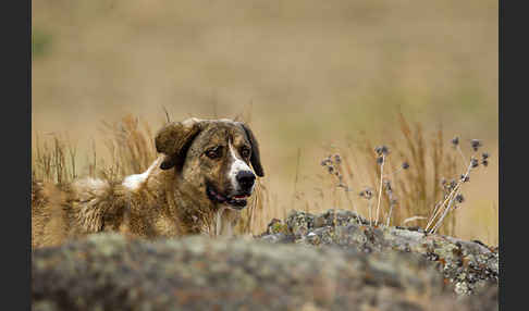 Haushund (Canis lupus familiaris)