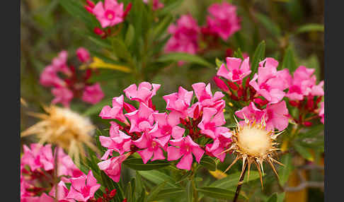 Oleander (Nerium oleander)