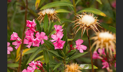 Oleander (Nerium oleander)