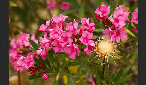 Oleander (Nerium oleander)