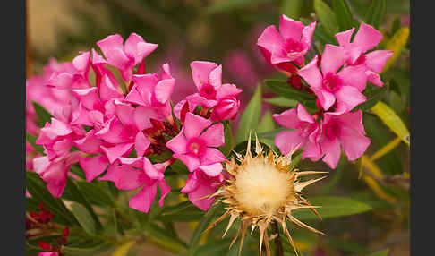 Oleander (Nerium oleander)