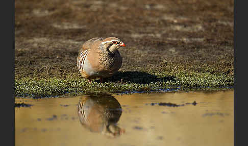 Rothuhn (Alectoris rufa)