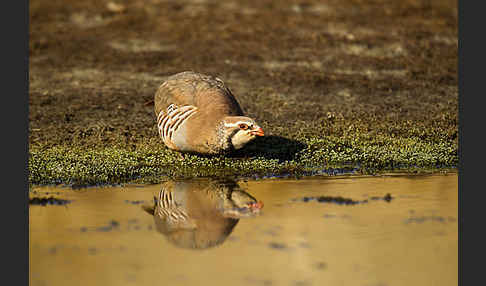 Rothuhn (Alectoris rufa)