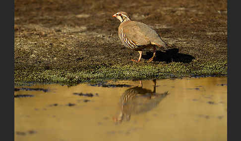 Rothuhn (Alectoris rufa)