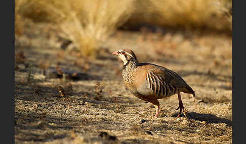 Rothuhn (Alectoris rufa)