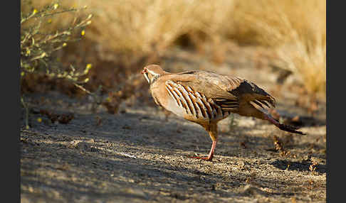 Rothuhn (Alectoris rufa)