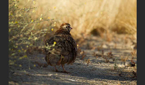 Rothuhn (Alectoris rufa)