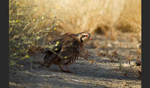 Rothuhn (Alectoris rufa)