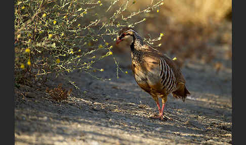 Rothuhn (Alectoris rufa)