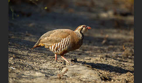 Rothuhn (Alectoris rufa)