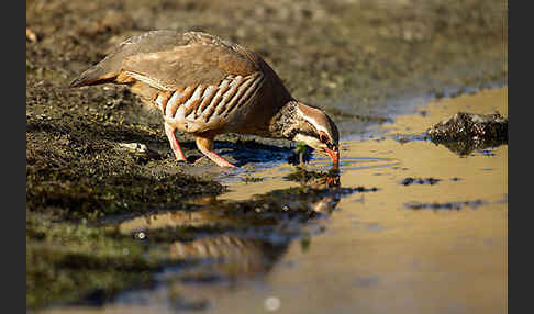 Rothuhn (Alectoris rufa)