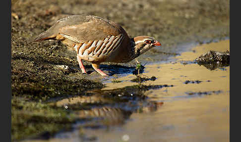 Rothuhn (Alectoris rufa)