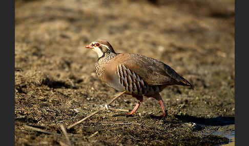 Rothuhn (Alectoris rufa)