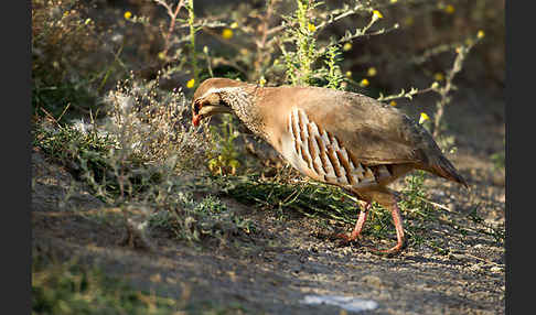 Rothuhn (Alectoris rufa)