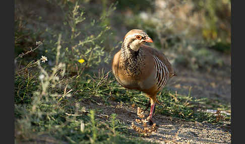 Rothuhn (Alectoris rufa)