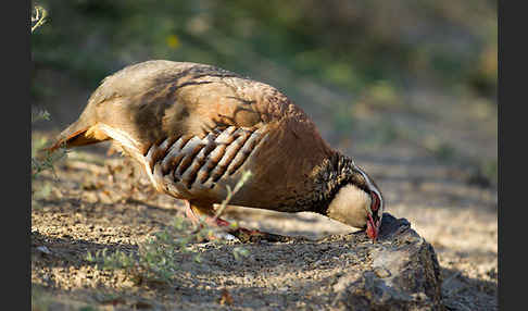 Rothuhn (Alectoris rufa)