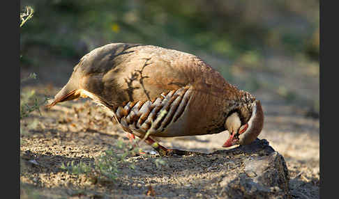 Rothuhn (Alectoris rufa)