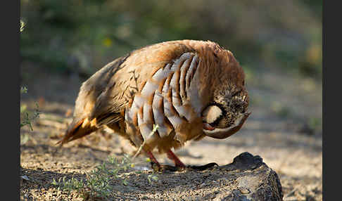 Rothuhn (Alectoris rufa)