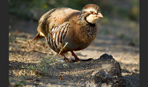 Rothuhn (Alectoris rufa)