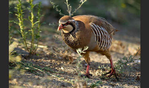 Rothuhn (Alectoris rufa)