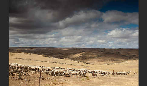 Merinoschaf (Ovis gmelini aries sspec.3)