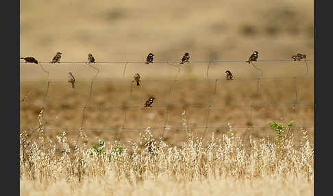 Weidensperling (Passer hispaniolensis)