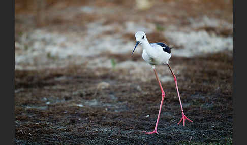 Stelzenläufer (Himantopus himantopus)