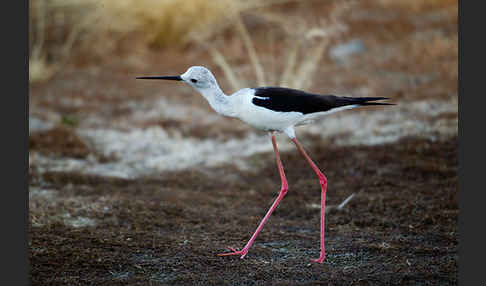 Stelzenläufer (Himantopus himantopus)