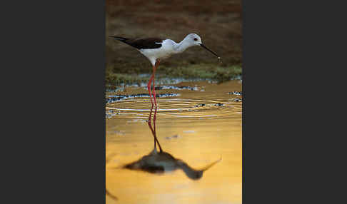 Stelzenläufer (Himantopus himantopus)