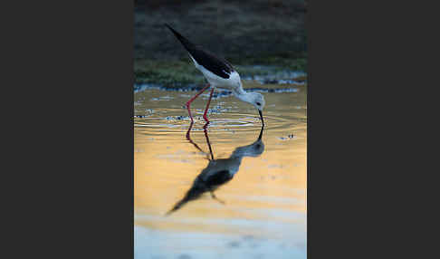 Stelzenläufer (Himantopus himantopus)